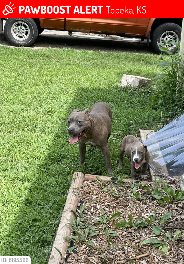 Lost Female Dog last seen Kansas ave, Topeka, KS 66611