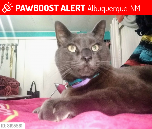 Lost Male Cat last seen Albuquerque Meadows, Albuquerque, NM 87109