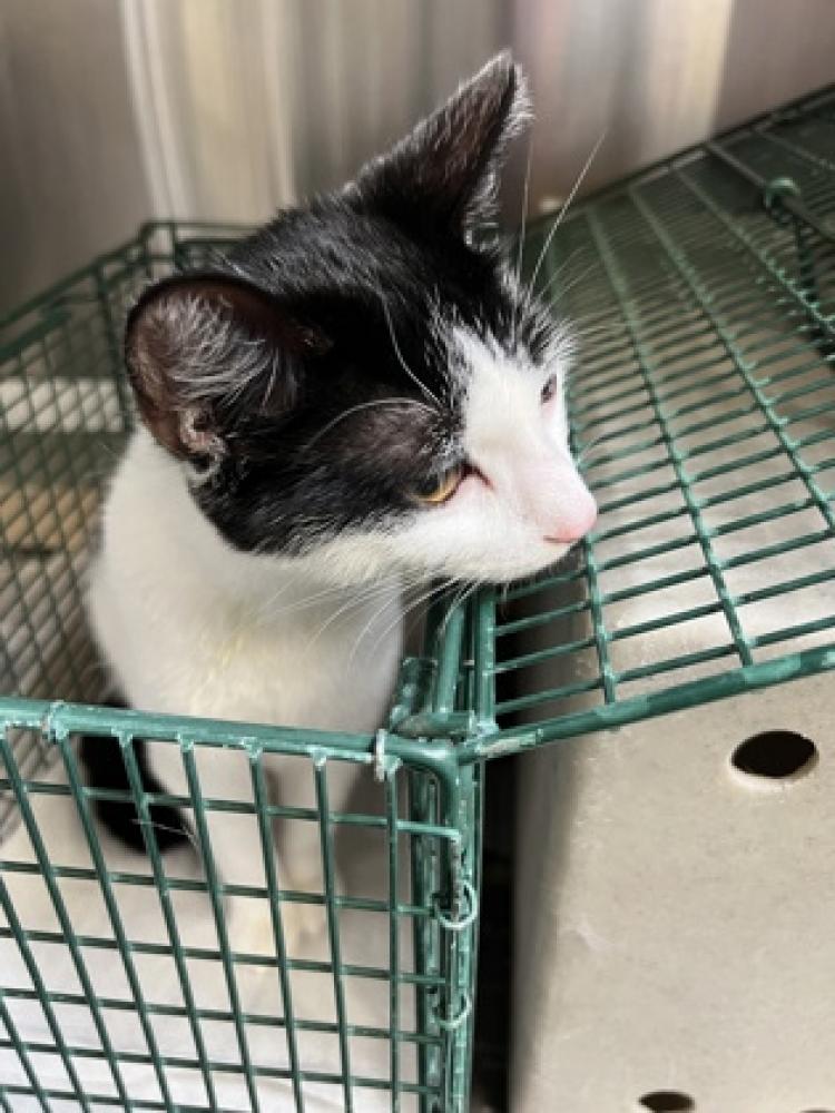 Shelter Stray Unknown Cat last seen Fort Belvoir, VA 22060, Fairfax, VA 22032