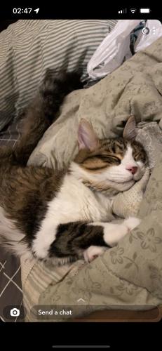 Lost Female Cat last seen North Glen and Ranchview,close to ranchview high school, Irving, TX 75063