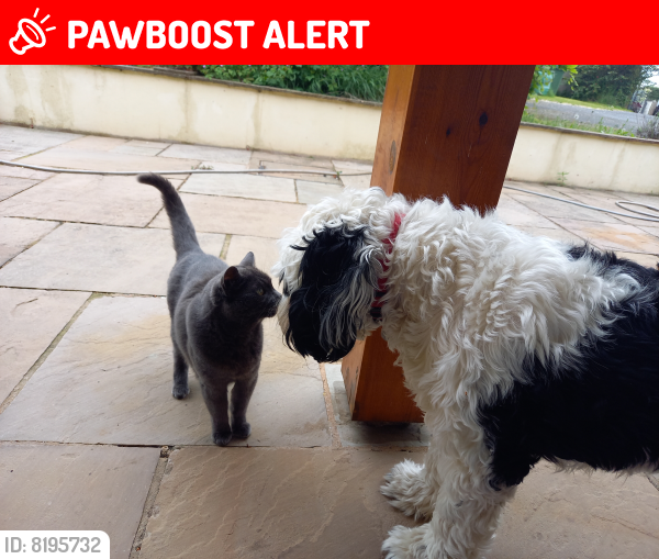Lost Female Cat last seen She went missing last week but came back  jnsure of day last seen , Chetwynd Aston, England TF10 9LG