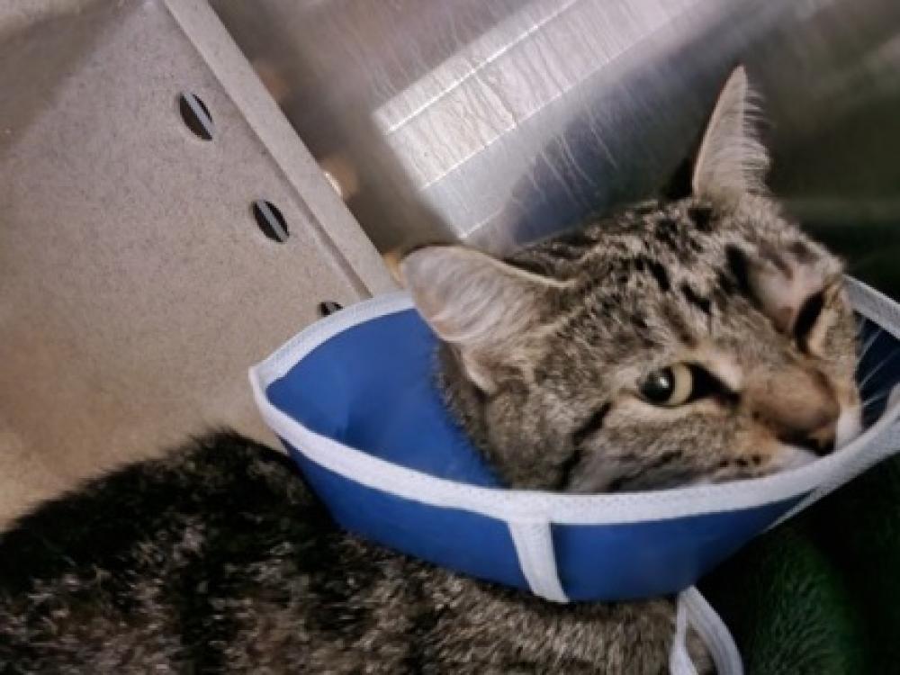 Shelter Stray Female Cat last seen Near Legato Road Fairfax, VA 22033, Fairfax County, VA, Fairfax, VA 22032