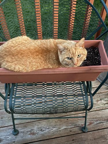 Lost Male Cat last seen Silver Spring Ave area, Silver Spring, MD 20910