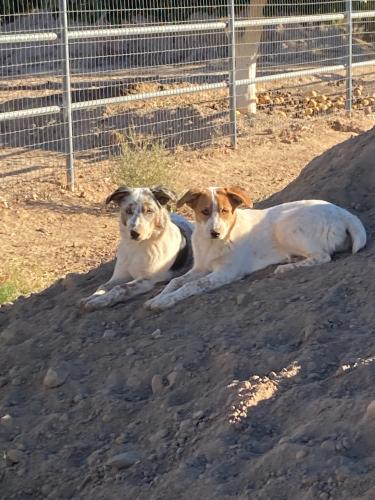 Lost Female Dog last seen Cloud and Signal Butte Queen Creek , Queen Creek, AZ 85142