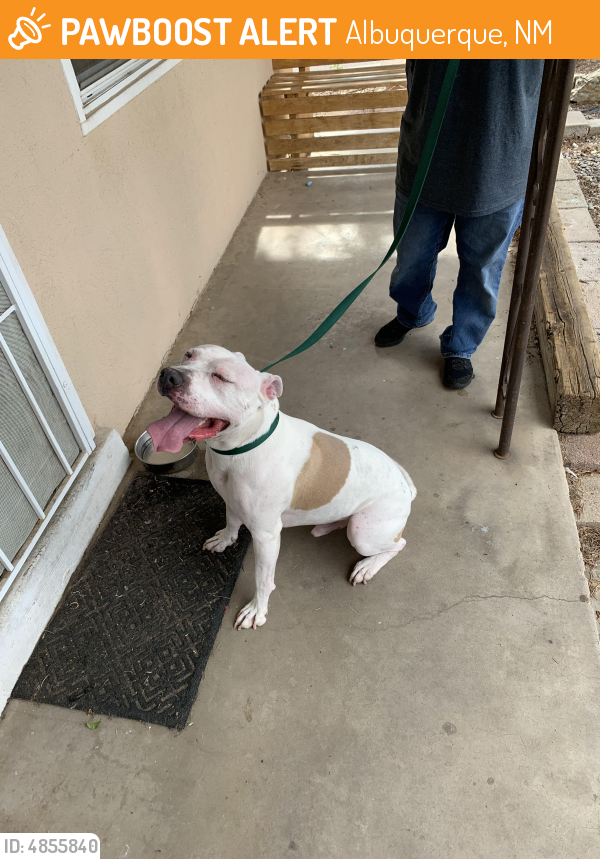 Found/Stray Male Dog last seen Indian school and eubank , Albuquerque, NM 87112