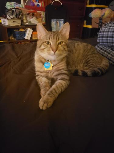 Lost Male Cat last seen Gunther street , Capitol Heights, MD 20743