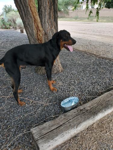 Found/Stray Male Dog last seen RAINBOW AND INCA, Rio Rancho, NM 87124