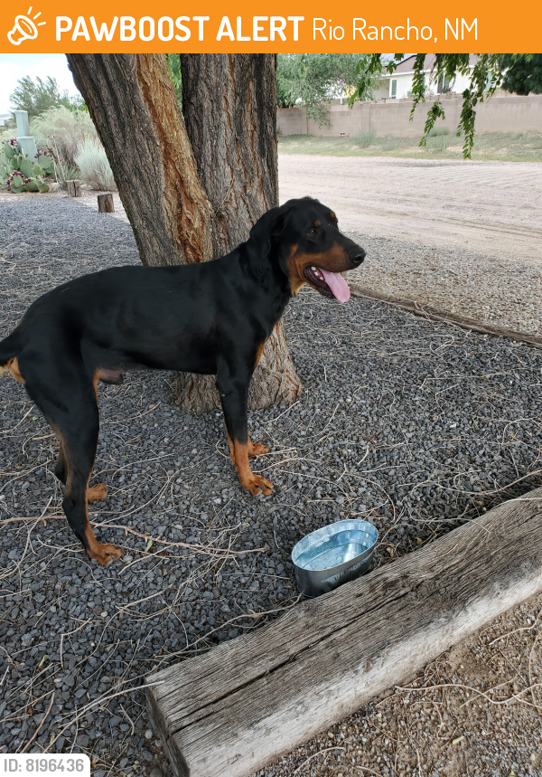 Surrendered Male Dog last seen RAINBOW AND INCA, Rio Rancho, NM 87124