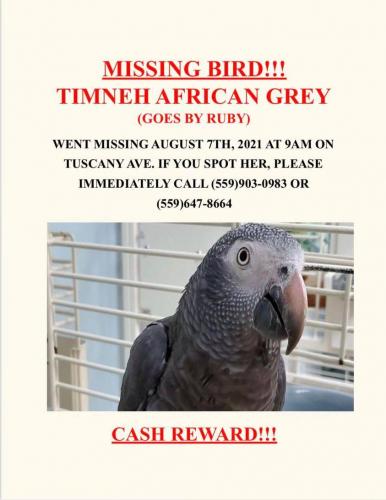 Lost Female Bird last seen McGee Rd and E. South Bear Creek Drive, Merced, CA 95340