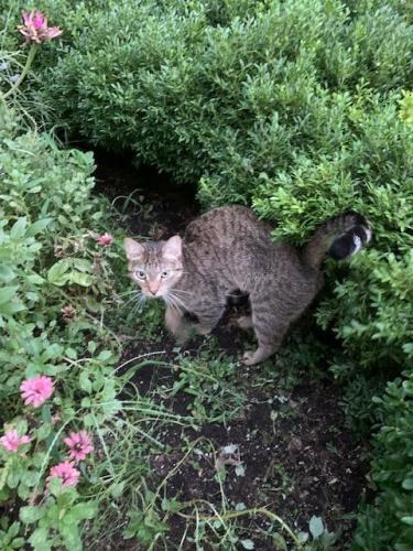 Found/Stray Unknown Cat last seen Peele Place,Alexandria, Alexandria, VA 22304