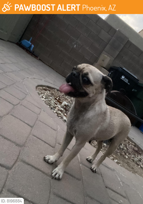 Found/Stray Female Dog last seen 107th Ave and camelback rd , Phoenix, AZ 85037