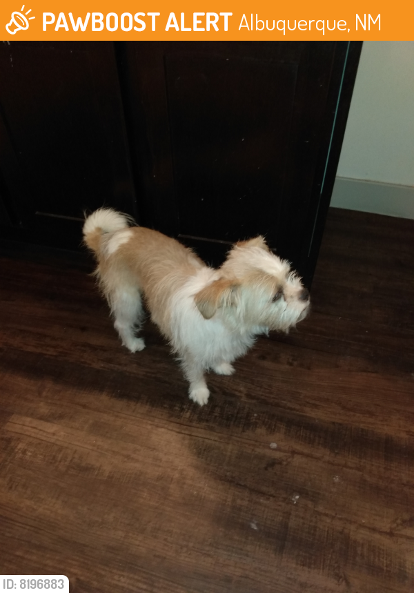 Rehomed Female Dog last seen 9th and Silver , Albuquerque, NM 87102
