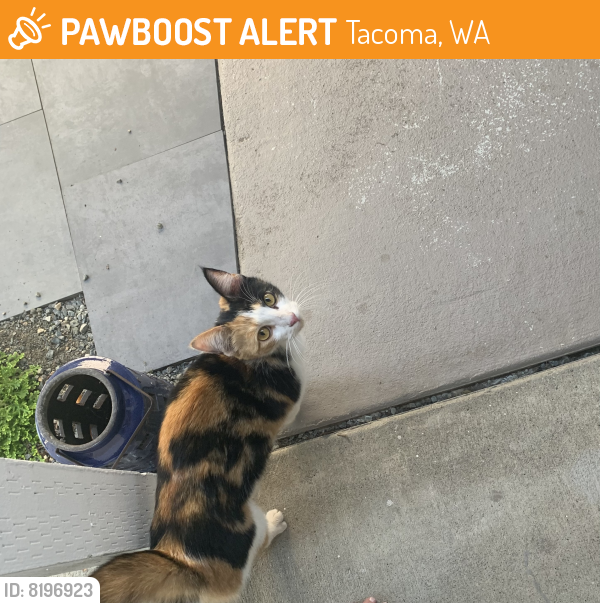 Rehomed Female Cat last seen N 31st and N Washington street, Tacoma, WA 98416
