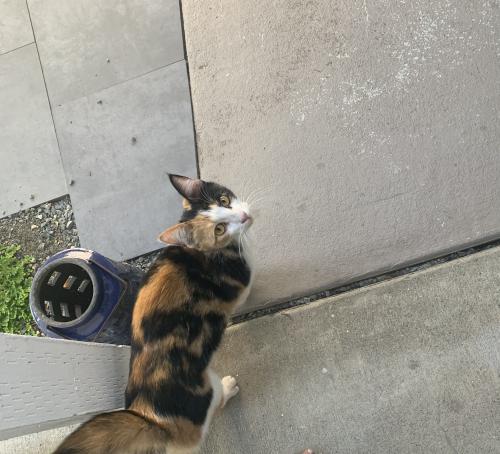 Found/Stray Female Cat last seen N 31st and N Washington street, Tacoma, WA 98416