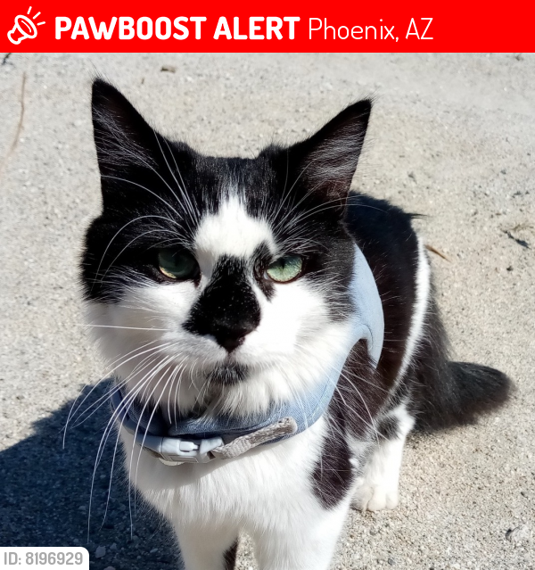 Lost Male Cat last seen Near E. Thomas, Phoenix Childrens hosp, Phoenix, AZ 85016