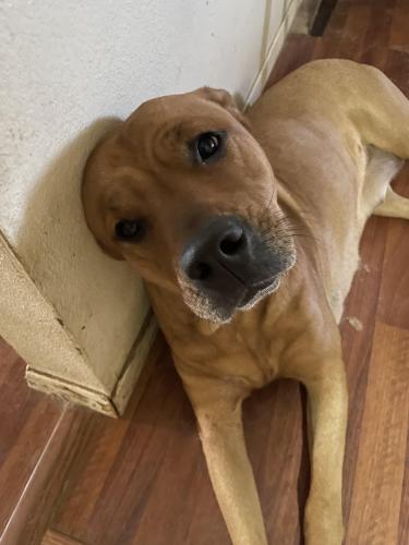 Lost Female Dog last seen 19th and Union or 19th and Bell , Phoenix, AZ 85023