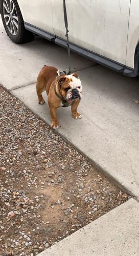 Lost Male Dog last seen In the neighborhood, Albuquerque, NM 87114