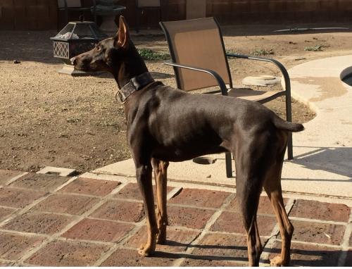 Lost Male Dog last seen 35th ave and Glendale , Phoenix, AZ 85051