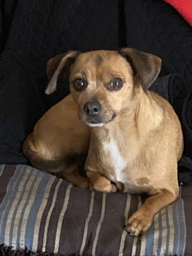 Lost Female Dog last seen Southern and Sara Rd, Rio Rancho, NM 87124