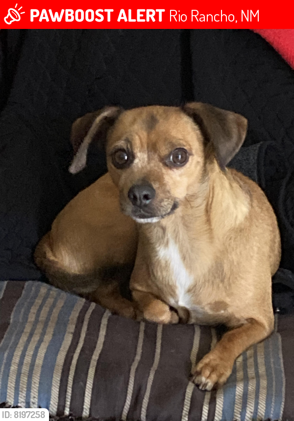 Lost Female Dog last seen Southern and Sara Rd, Rio Rancho, NM 87124