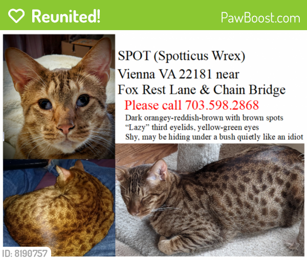 Reunited Male Cat last seen Near Fox Rest Ln, Vienna, VA 22181, USA, Vienna, VA 22181