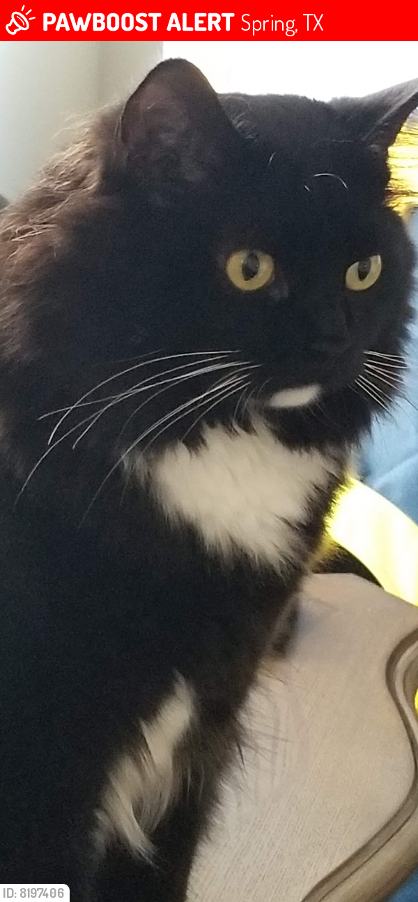 Lost Male Cat last seen Park at Northgate apmts, Spring, TX 77373