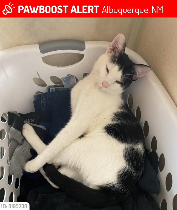 Lost Male Cat last seen Sierra Linda Ave and Meadowlark NW, Albuquerque, NM 87120