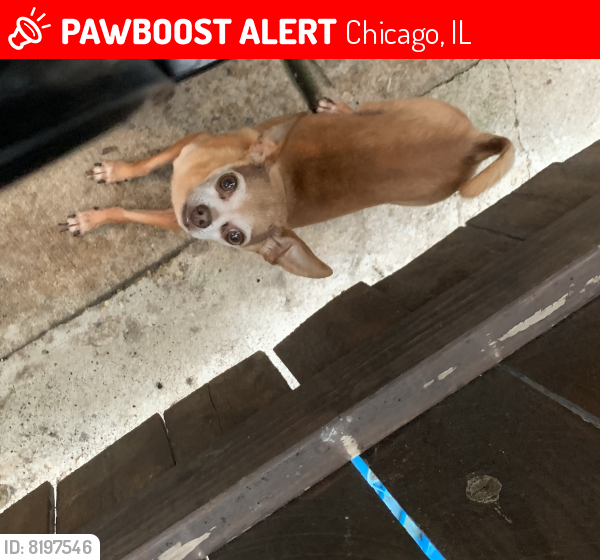 Lost Male Dog last seen Near st and Sacramento Ave Chicago Il 60629, Chicago, IL 60632