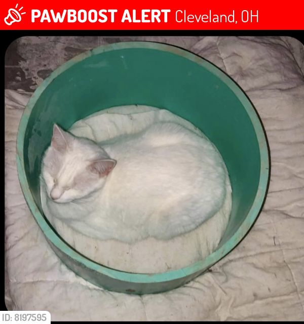 Lost Female Cat last seen Lakota Ave. and W143rd , Cleveland, OH 44111