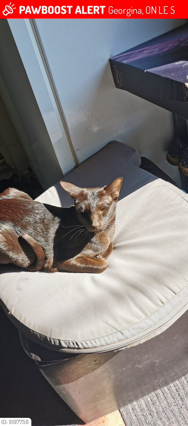 Lost Male Cat last seen Rushton rd / Lake dr, Willow beach Ontario canada, Georgina, ON L0E 1S0