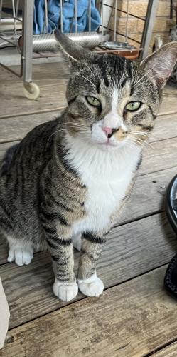 Found/Stray Male Cat last seen Westchester-31st and Sunnyside , Westchester, IL 60154