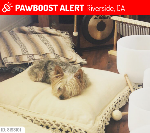 Lost Female Dog last seen Belvedere Heights, Riverside, CA 92507