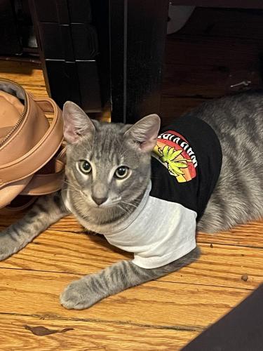 Lost Male Cat last seen Madison and Austin , Chicago, IL 60644