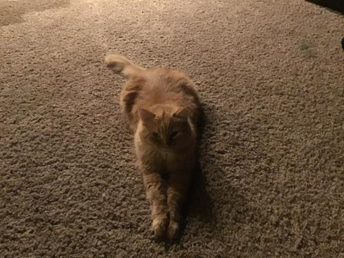 Lost Male Cat last seen Skyline Avenue, Vernon, WI 53189