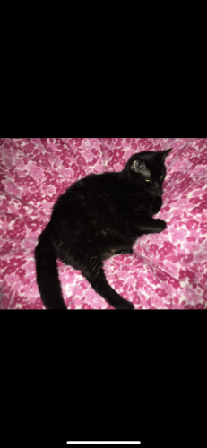 Lost Female Cat last seen Warrenton, Warrenton, VA 20187