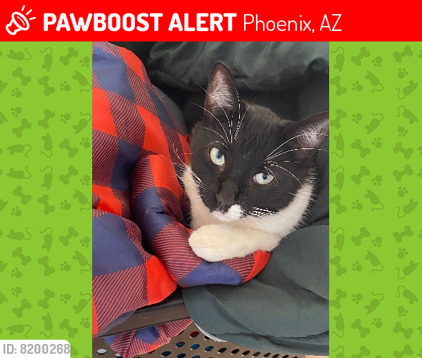Lost Male Cat last seen 21st Avenue & Union Hills Drive, Phoenix, AZ 85027