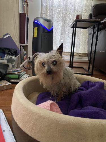 Lost Female Dog last seen Indian Head Highway, Old Fort Rd, Fort Washington, MD 20744