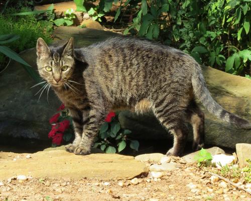 Lost Male Cat last seen  CLINCHEM FALLS DR and Union Church Road, Flowery Branch, GA 30542