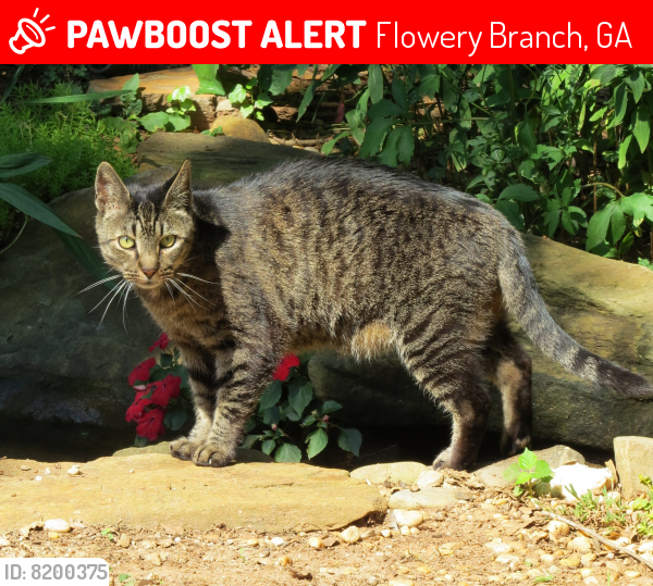 Lost Male Cat last seen  CLINCHEM FALLS DR and Union Church Road, Flowery Branch, GA 30542