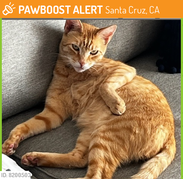 Found/Stray Male Cat last seen Shaffer/ Hwy 1 , Santa Cruz, CA 95060