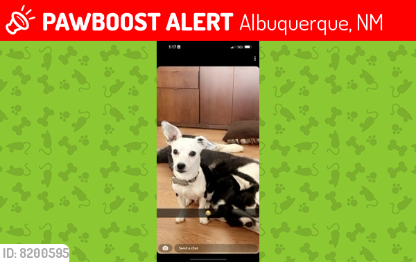 Lost Male Dog last seen Park by 98th , Albuquerque, NM 87121