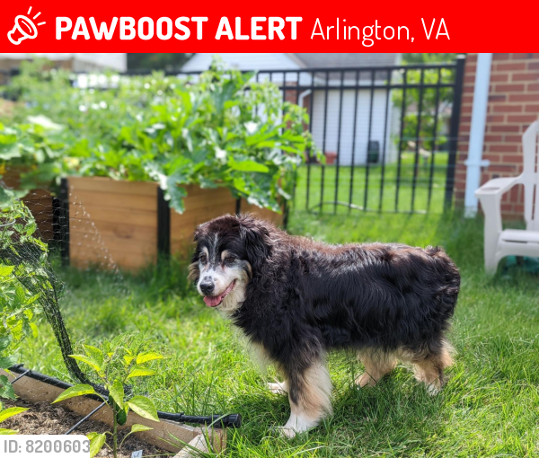 Deceased Female Dog last seen Washington Boulevard and N Buchanan St., Arlington, VA 22205