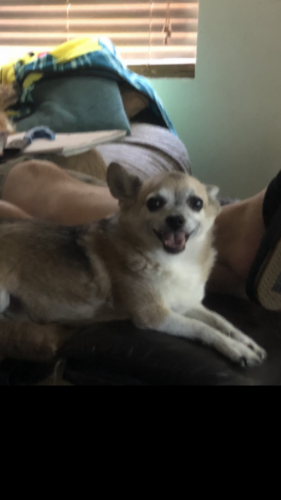Lost Male Dog last seen Northern Meadows, Rio Rancho, NM 87124