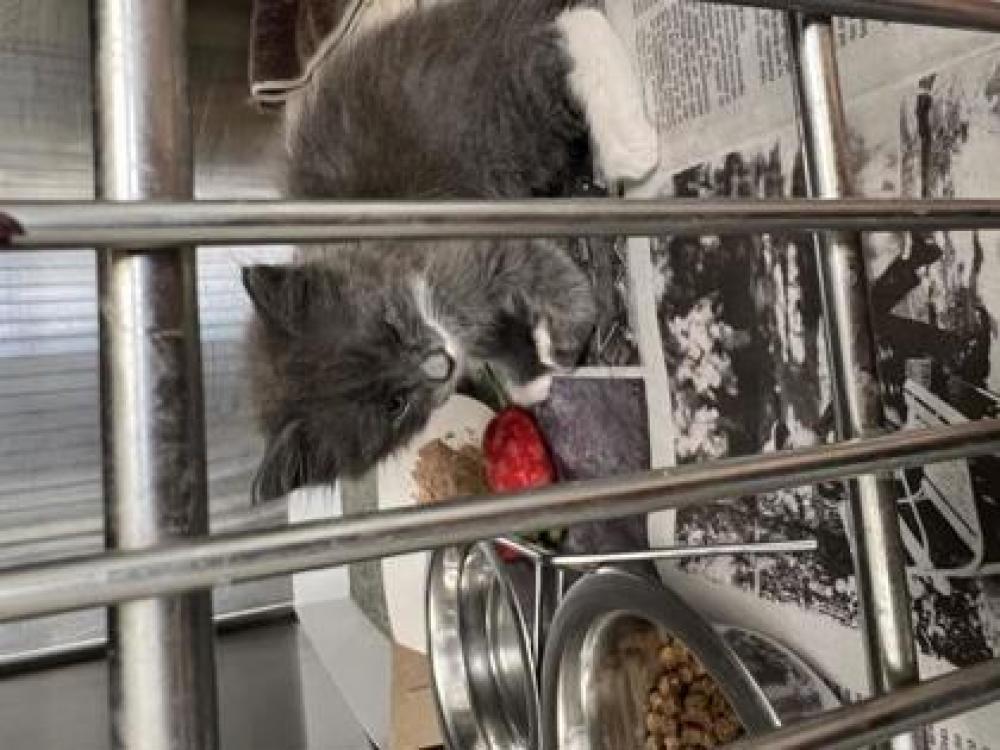 Shelter Stray Male Cat last seen Alexandria, VA 22309, Fairfax, VA 22032