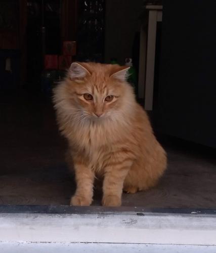 Lost Male Cat last seen Near W ocotillo Rd, Glendale, AZ 85303