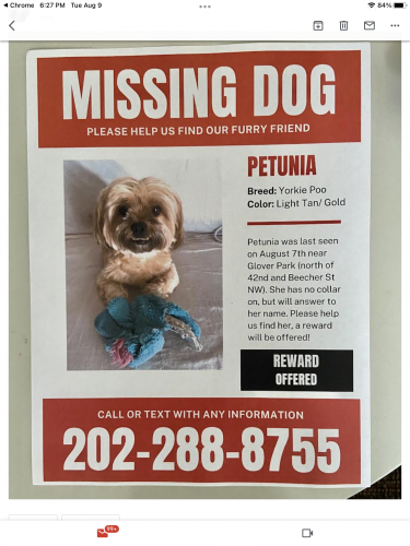 Lost Female Dog last seen Beecher & 42nd St NW, Washington, DC 20007