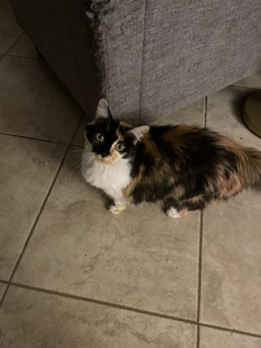 Lost Female Cat last seen 126th and tonto , Avondale, AZ 85323