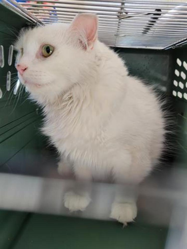 Shelter Stray Unknown Cat last seen Near BLOCK W 4700 S, TAYLORSVILLE UT 84129, Salt Lake City, UT 84120