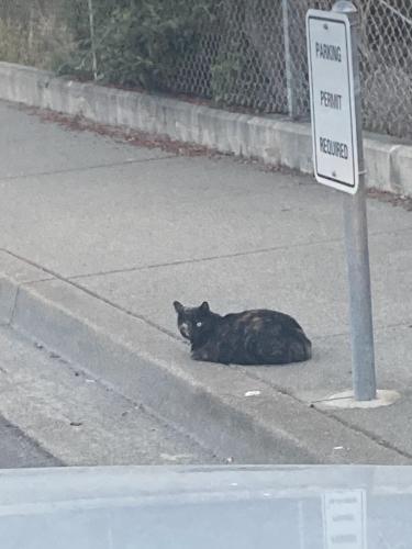 Found/Stray Unknown Cat last seen Near the track and field fence on the sidewalk. , Hayward, CA 94542