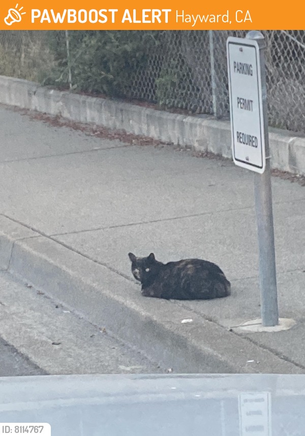 Found/Stray Unknown Cat last seen Near the track and field fence on the sidewalk. , Hayward, CA 94542